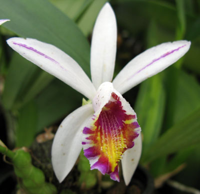 Pleione maculata