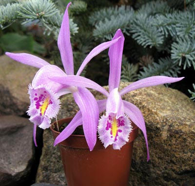 Pleione praecox