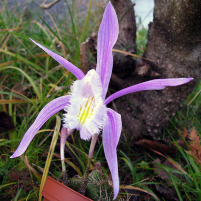 Pleione praecox ,Giant'