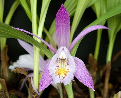 Pleione praecox