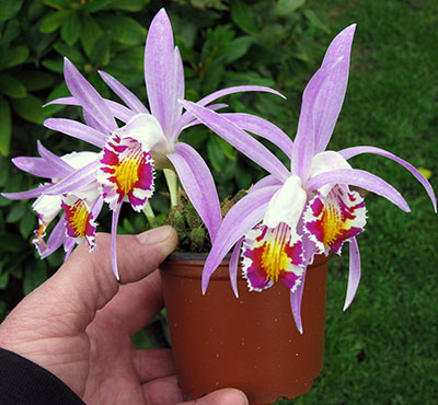 Pleione   x Lagenaria (natural hybrid from Nepal)