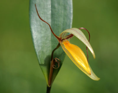 Pleurothallis hemirhoda