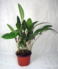 Pleurothallis lindenii