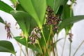 Pleurothallis lindenii