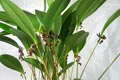 Pleurothallis lindenii