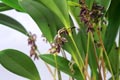 Pleurothallis lindenii
