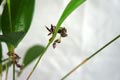 Pleurothallis lindenii