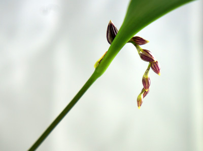 Pleurothallis lindenii