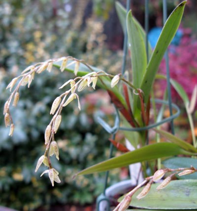 Pleurothallis loranthophylla