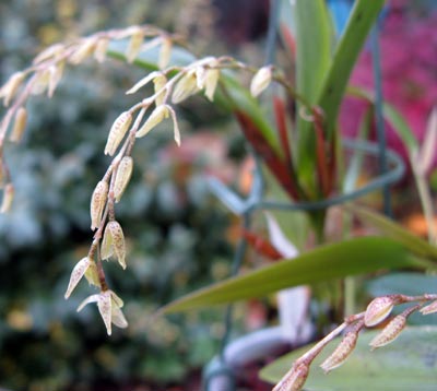 Pleurothallis loranthophylla