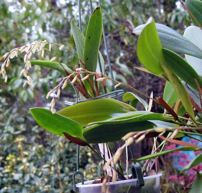 Pleurothallis loranthophylla