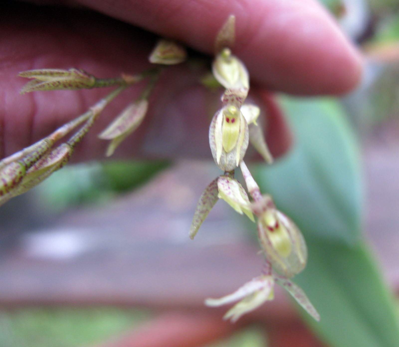 Pleurothallis loranthophylla