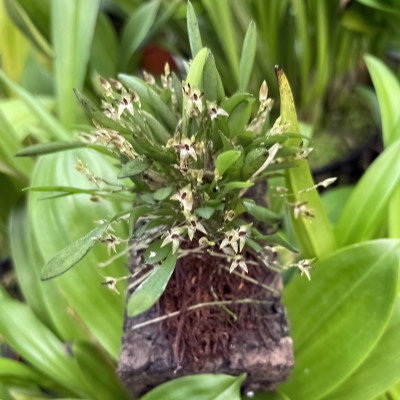 Pleurothallis minutalis