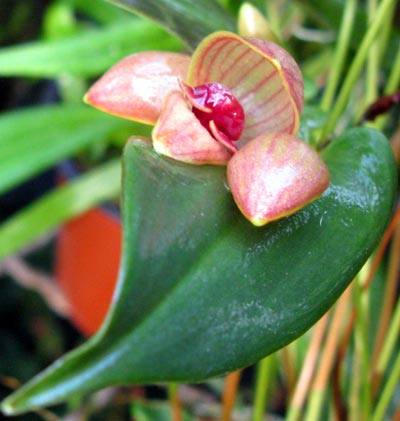 Pleurothallis palliolata