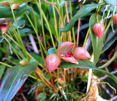 Pleurothallis palliolata