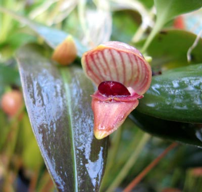 Pleurothallis palliolata
