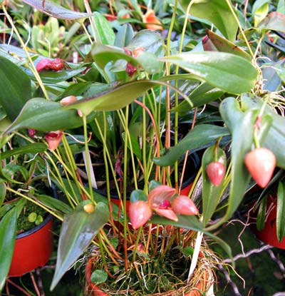 Pleurothallis palliolata