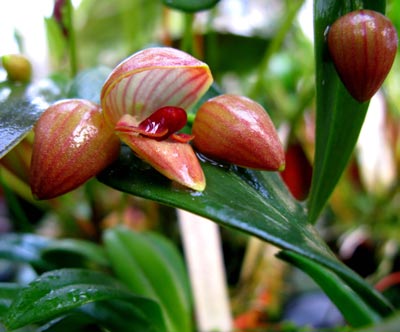 Pleurothallis palliolata