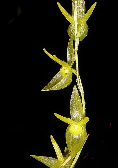 Pleurothallis spec. gelb