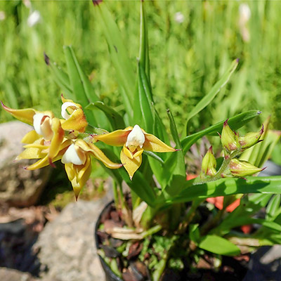 Polystachya teitensis