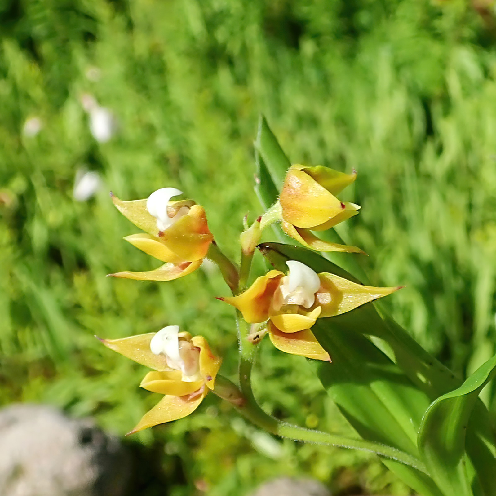 Polystachya teitensis