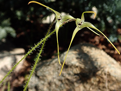 Porroglossum muscosum