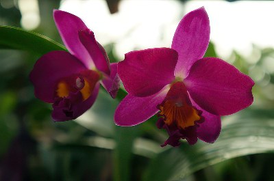 Pot. Hsinying Dream 'Violet Queen'