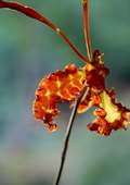 Psychopsis Mariposa