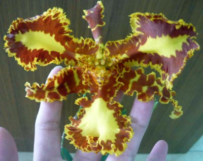 Psychopsis Mariposa ,Special' three lip