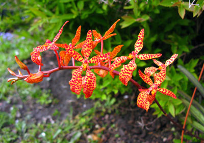 Renanthera Amayani (Ren.monachica x Ren. citrina)