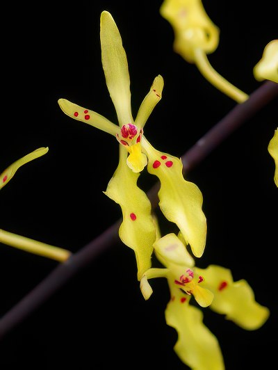 Renanthera citrina