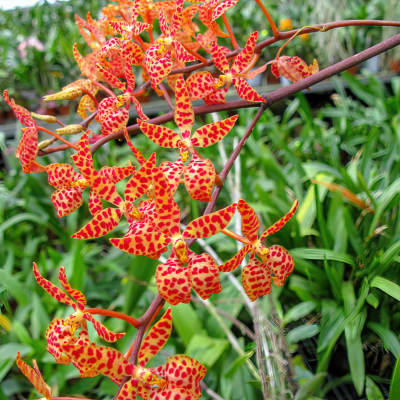 Renanthera monachica