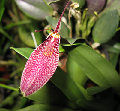 Restrepia contorta