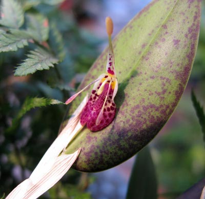 Restrepia muscifera/ xanthophthalma/dayana