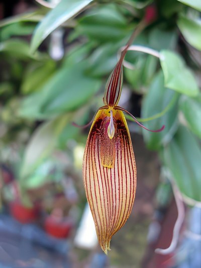 Restrepia brachypus