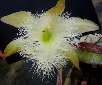 Rhyncholaelia digbyana