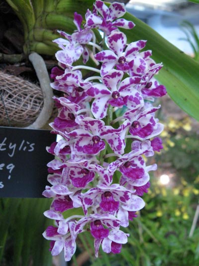 Rhynchostylis gigantea ,Spotti'