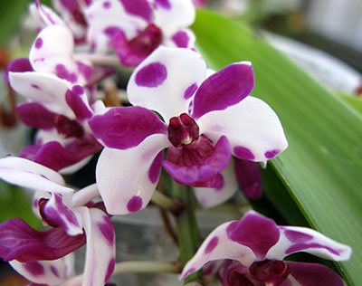 Rhynchostylis gigantea var.: ,Cartoon'