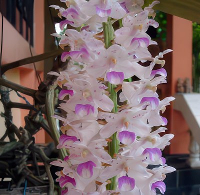 Rhynchostylis retusa