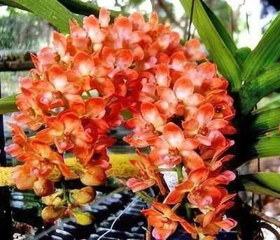 Rhynchostylis gigantea, orange