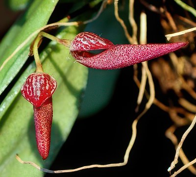 Bulbophyllum mirum