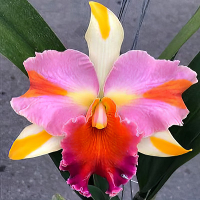 Rlc. Amazing Thailand
