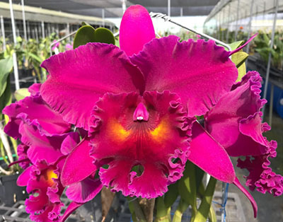 Rlc. Chia Lin Ruby ,Red Dragon'