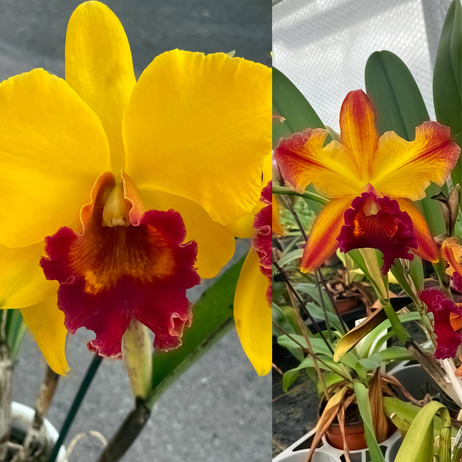 Cattleya様 Cattleya warscewiczii - Großräschener Orchideen