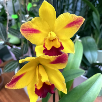 Rlc. Hsinying Sunbeam ,Juliets'