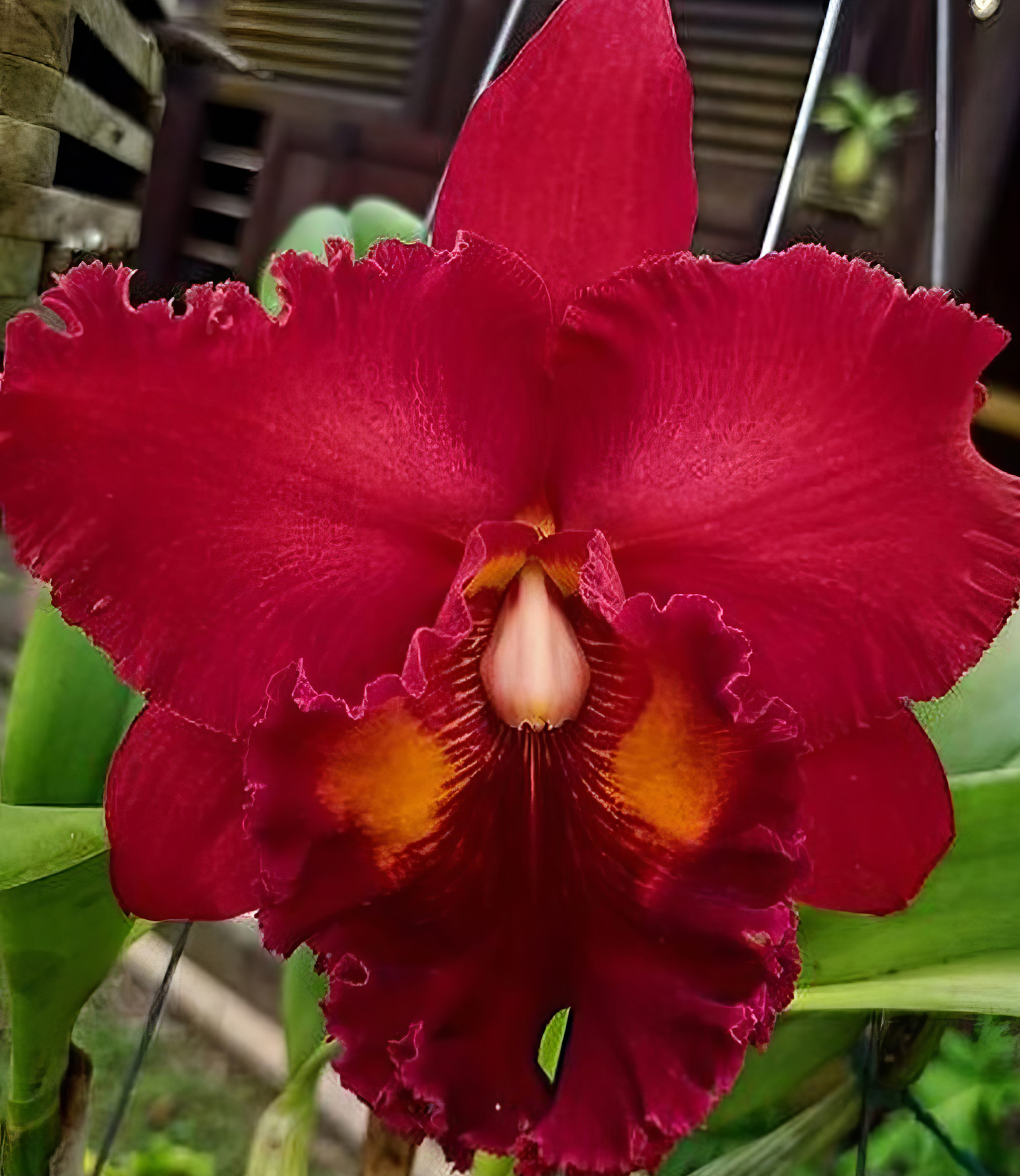 Rlc. Nakornchaisri Red