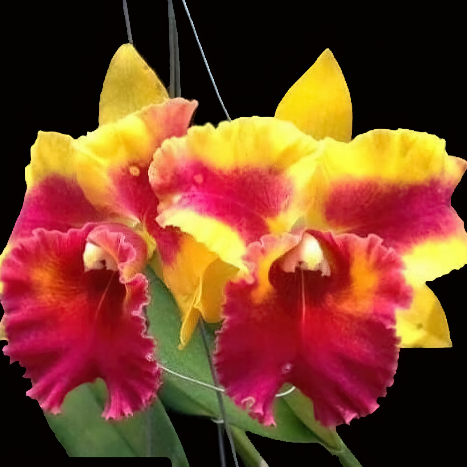 Rlc. Siam Fancy ,Wing of Fire'