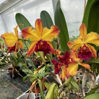 Rlc. Dresden ,Simone' x Rlc. Toshi Aoki ,Pizzaz'