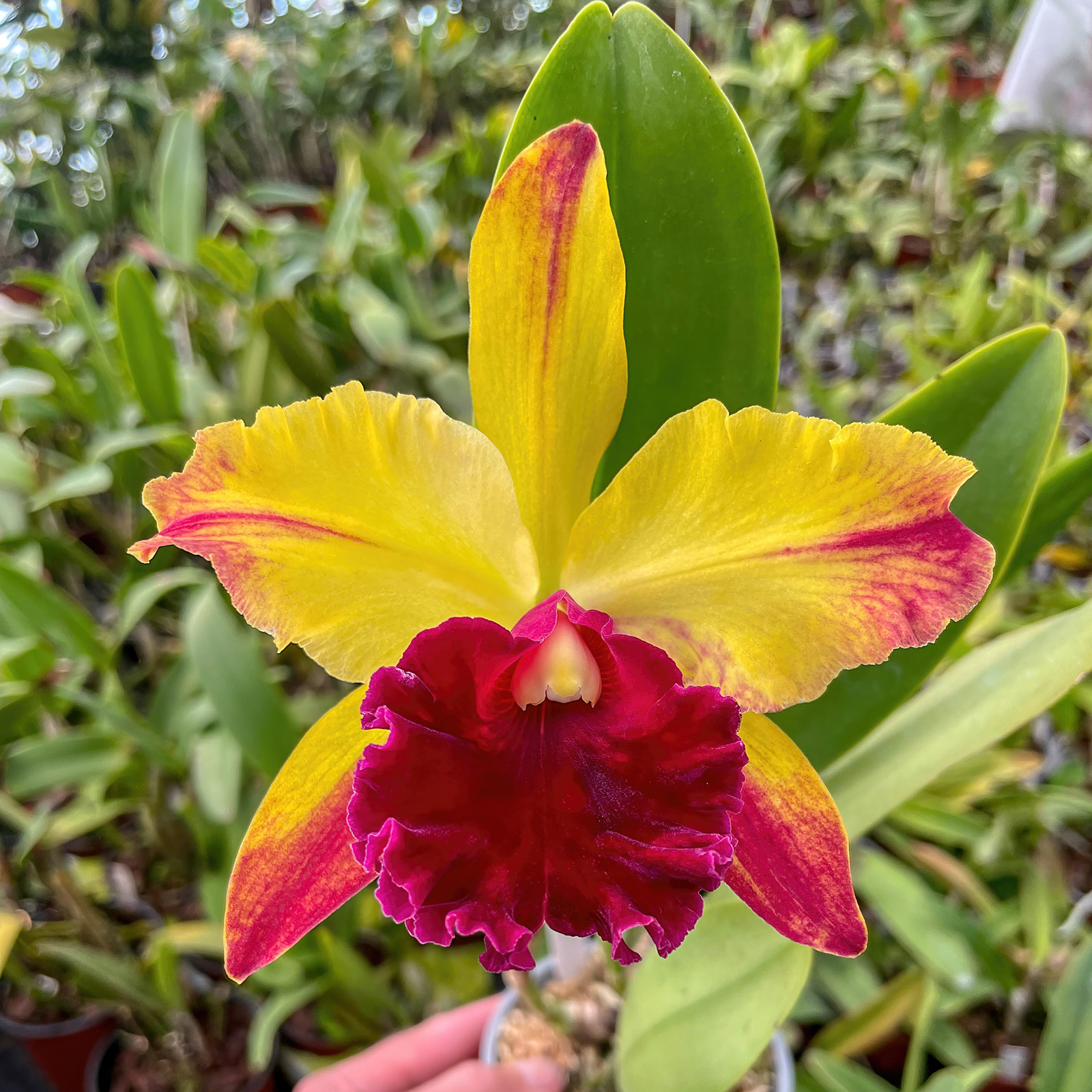 Rlc. Toshi Aoki ,Starburst'