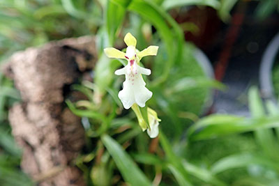 Rodrigueziopsis eleutherosepala